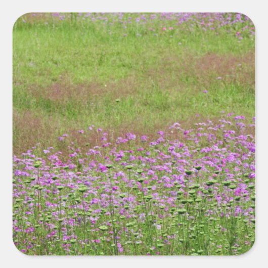 ニンジンの花（Daucus carota） スクエアシール (正面)