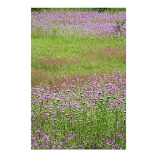 ニンジンの花 (Daucus carota) フォトプリント (正面)