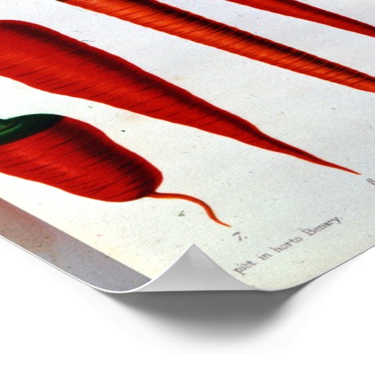 ニンジン ポスター (角)