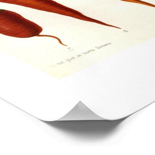 ニンジン ポスター (角)