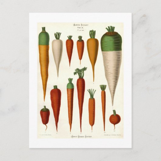 ニンジン ポストカード (正面)