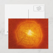 ニンジン ポストカード (正面/裏面)