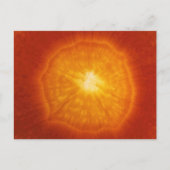 ニンジン ポストカード (正面)