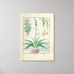 ニンニクおよび他の植物 キャンバスプリント