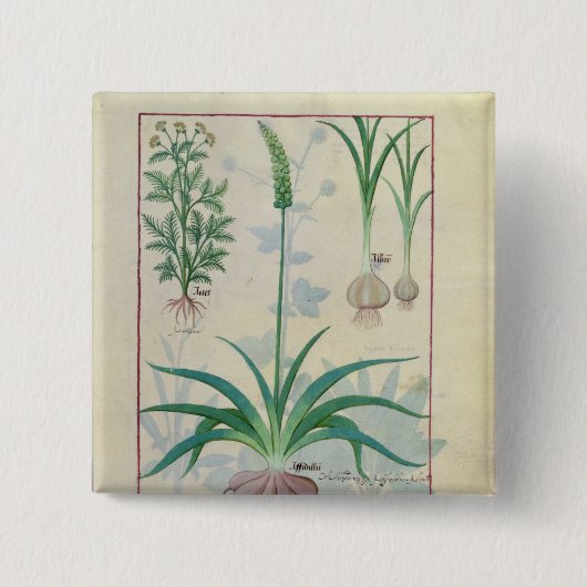 ニンニクおよび他の植物 缶バッジ (正面)