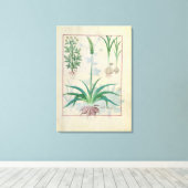 ニンニクその他の植物 キャンバスプリント (インサイチュ (ウッドフロア))