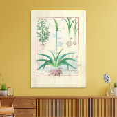 ニンニクその他の植物 キャンバスプリント (インサイチュ (リビング))