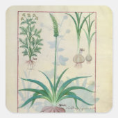 ニンニクその他の植物 スクエアシール (正面)