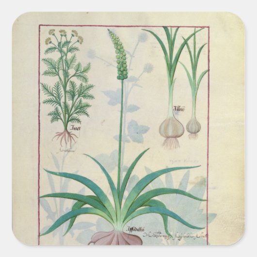ニンニクその他の植物 スクエアシール (正面)