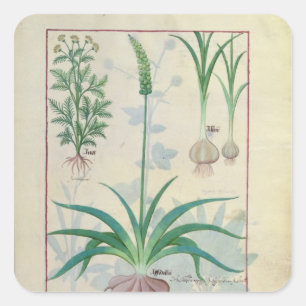 ニンニクその他の植物 スクエアシール