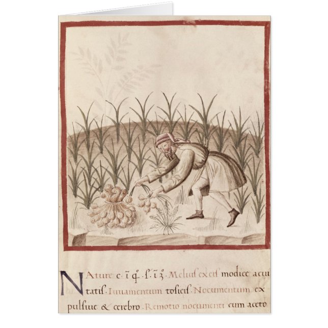 ニンニクの収穫 (正面)