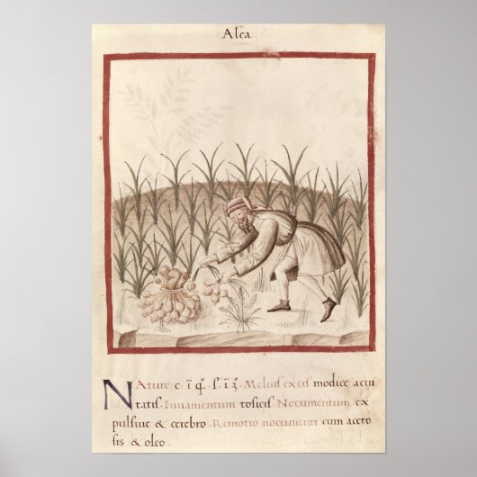 ニンニクの収穫 ポスター (正面)