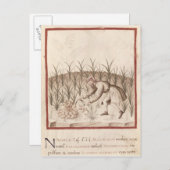 ニンニクの収穫 ポストカード (正面/裏面)