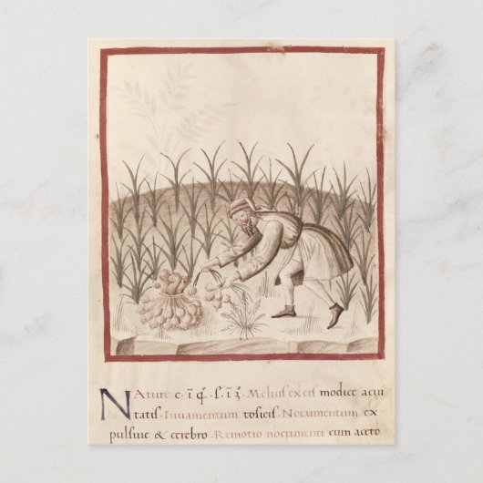 ニンニクの収穫 ポストカード (正面)