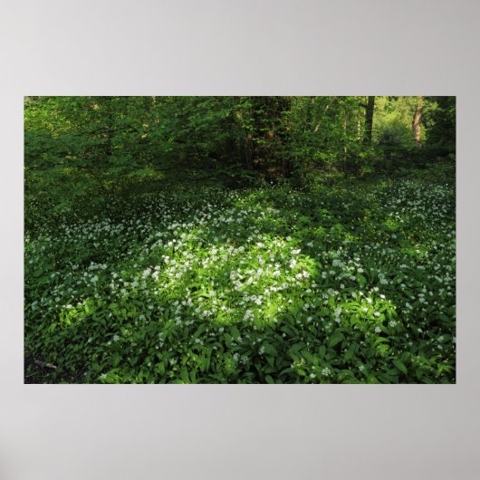 ニンニクの斑点 ポスター (正面)