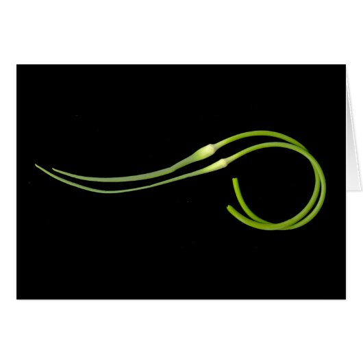 ニンニクのscape (正面横)