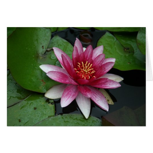 ニンバセスタゴナ (正面横)