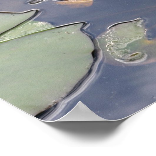 ニンフェアグロリオサ ポスター (角)