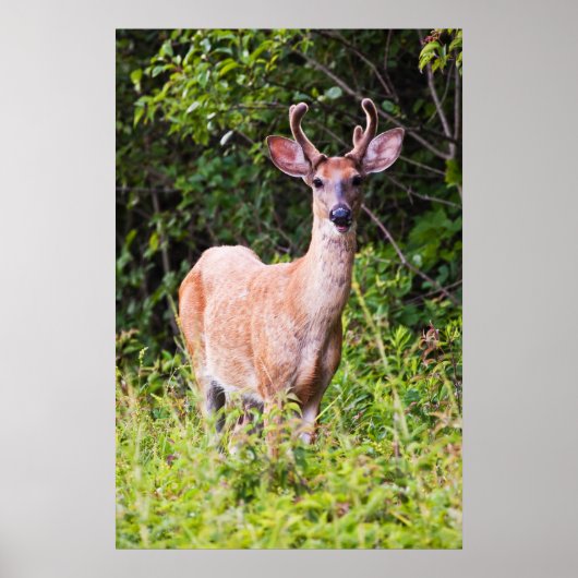 ニーススマイル ポスター (正面)