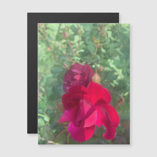 ニースバラ磁石の2倍 (正面/裏面)