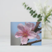 ニースラズベリー開花 ポストカード (スタンド正面)