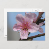 ニースラズベリー開花 ポストカード (正面/裏面)