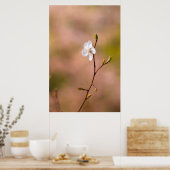 ニース日本のアプリコット花 ポスター (キッチン)