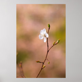 ニース日本のアプリコット花 ポスター