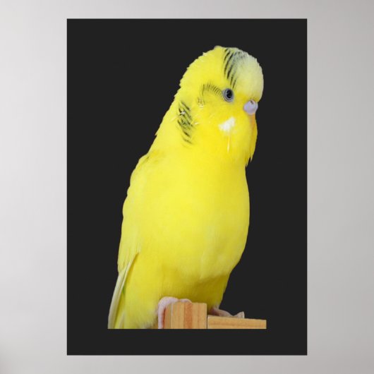 ニードリシガーゲルバーウェレンシティチ ポスター (正面)