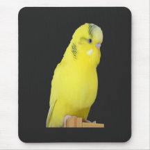 ニードリシガーゲルバーウェレンシティチ