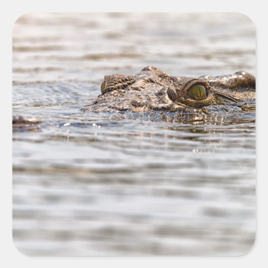 ニールワニ スクエアシール (正面)