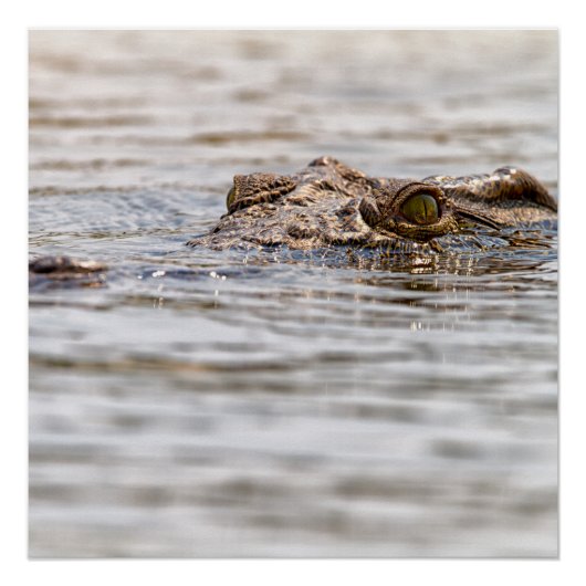 ニールワニ ポスター (正面)