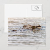 ニールワニ ポストカード (正面/裏面)