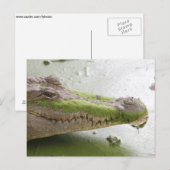 ニールワニ ポストカード (正面/裏面)