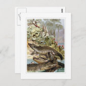 ニールワニ ポストカード (正面/裏面)