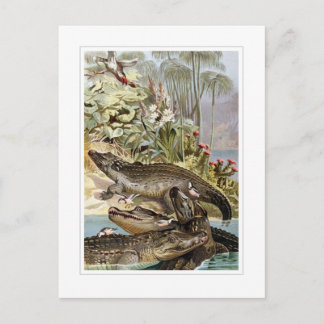 ニールワニ ポストカード