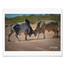 ニール・ジョーンズ写真 – キング・オブ・ザ・ロード。