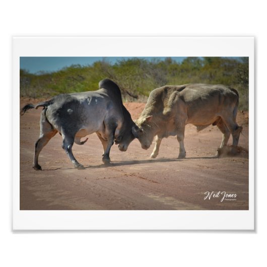 ニール・ジョーンズ写真 – キング・オブ・ザ・ロード。 フォトプリント (正面)