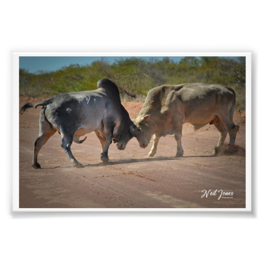 ニール・ジョーンズ写真 – キング・オブ・ザ・ロード。 フォトプリント            (正面)