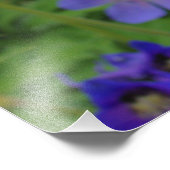 ヌットルのヒラクスパー花 フォトプリント            (角)