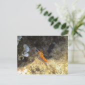 ヌディブランチ ポストカード (スタンド正面)