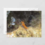 ヌディブランチ ポストカード (正面/裏面)