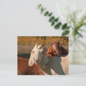 ヌビアヤギ ポストカード (スタンド正面)