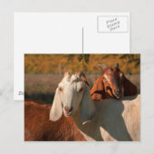 ヌビアヤギ ポストカード (正面/裏面)