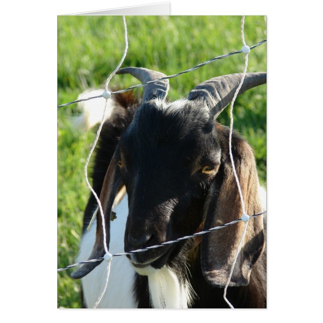 ヌビアンビリーヤギ (正面)