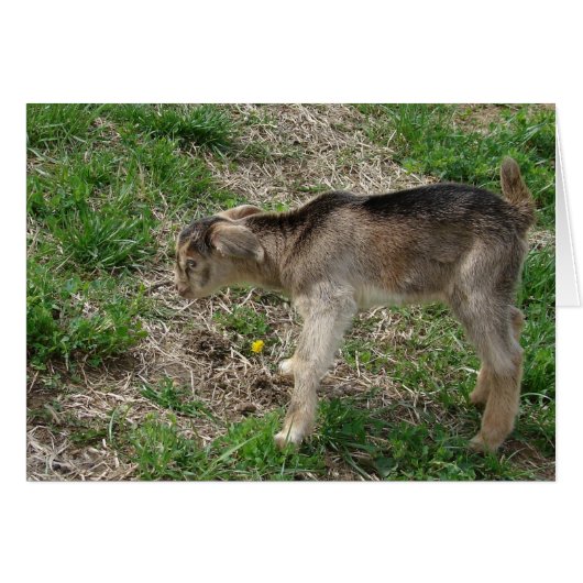 ヌビアンビリー・キッドの1日 (正面横)