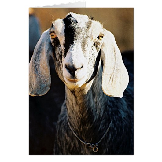 ヌビア美しい (正面)