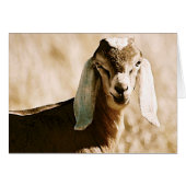 ヌビア (正面横)