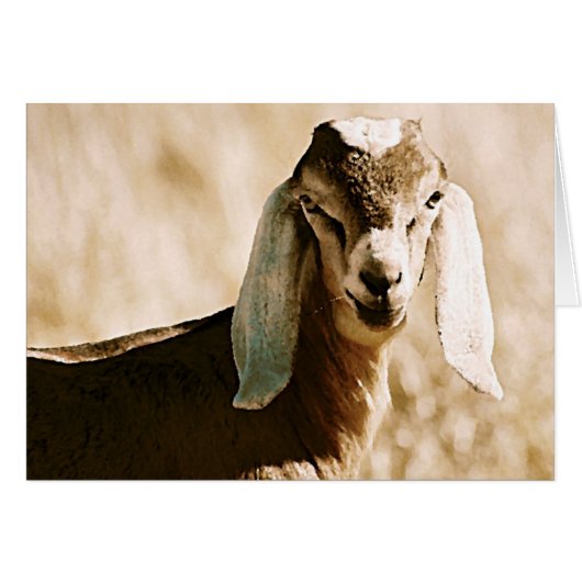 ヌビア (正面横)