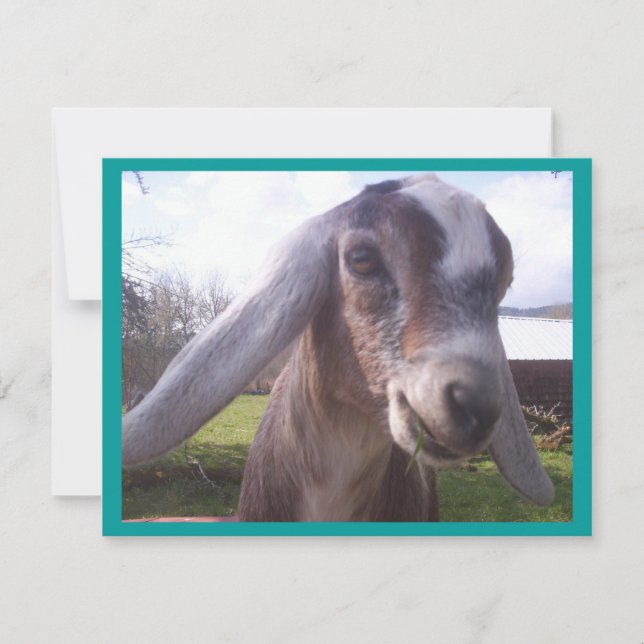 ヌビヤギ (正面)